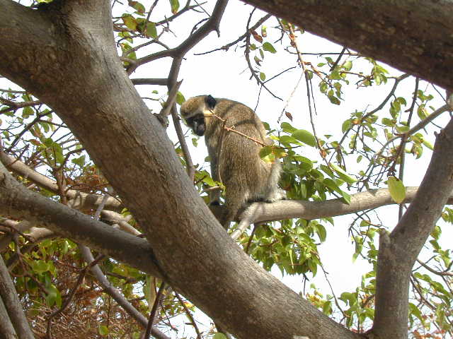 Green Vervet Monkeys