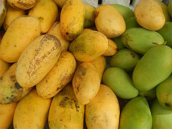 Mangos in Nevis