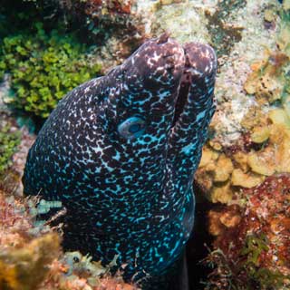 Speckled Moray