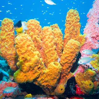 Coral sponges