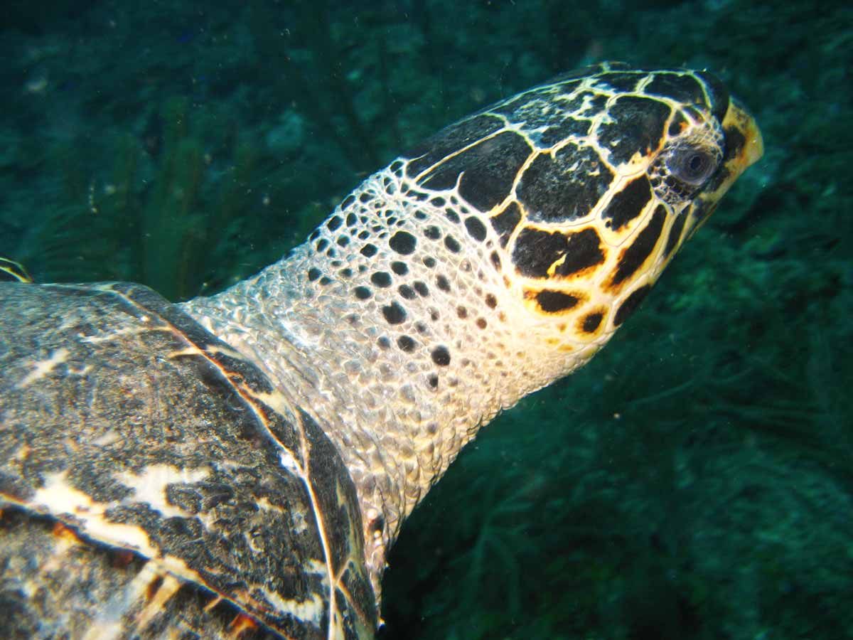 Hawksbill_turtle in closeup St Kitts scuba diving