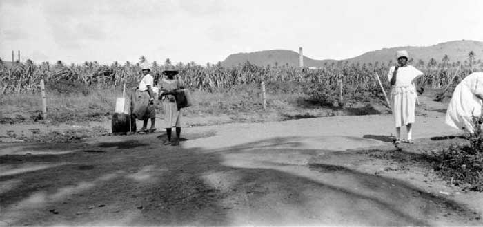 St Kitts 1930s Cane Fields