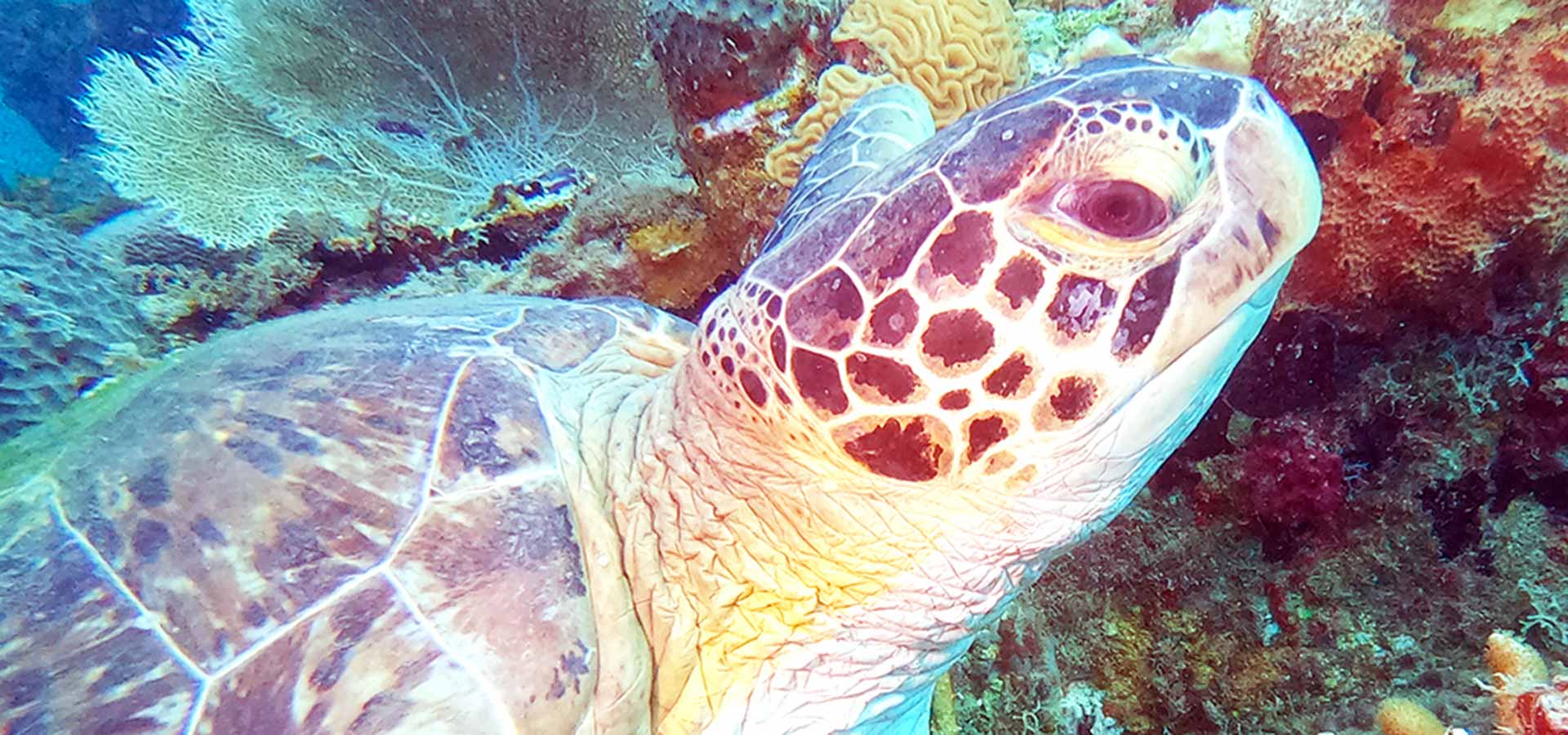 Sea Turtle in St Kitts