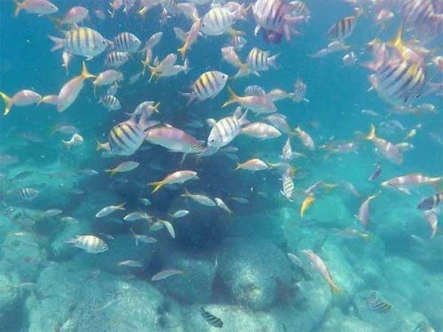 Shoal of fish snorkeling in St Kitts