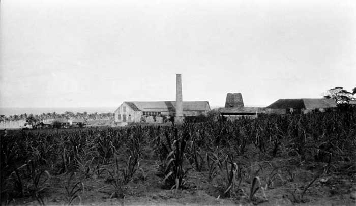 St Kitts 1930s sugar cane