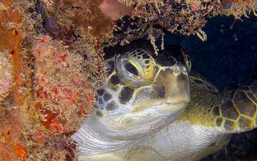 Hawksbill_turtle St Kitts scuba diving